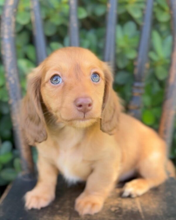 Maple