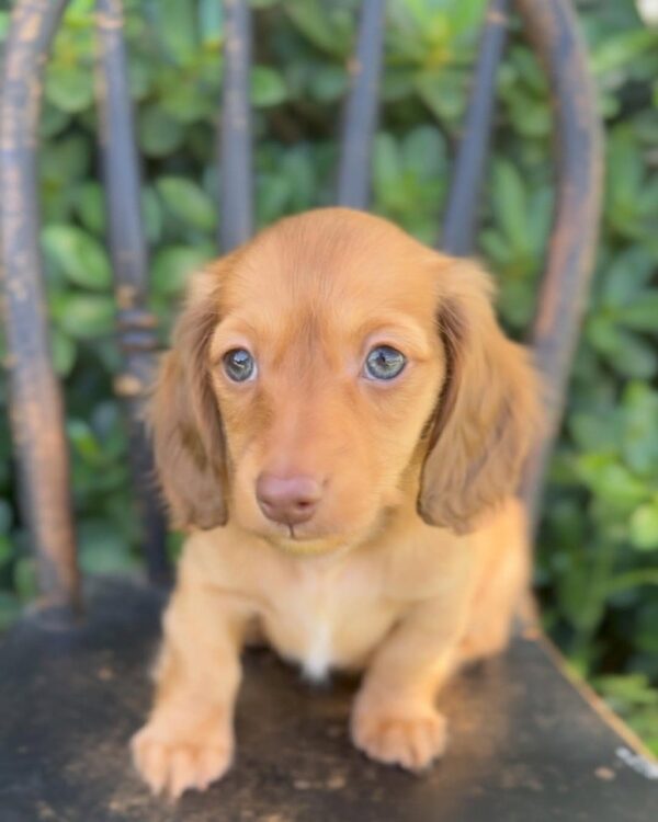 Maple