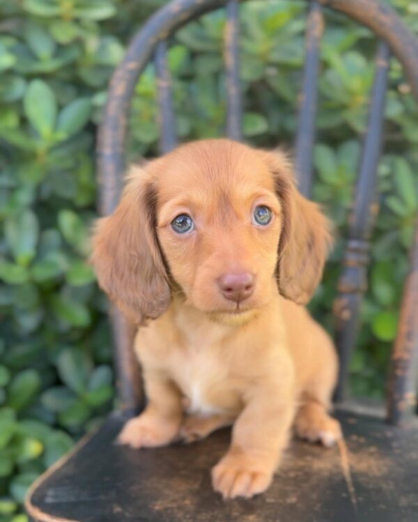 Maple