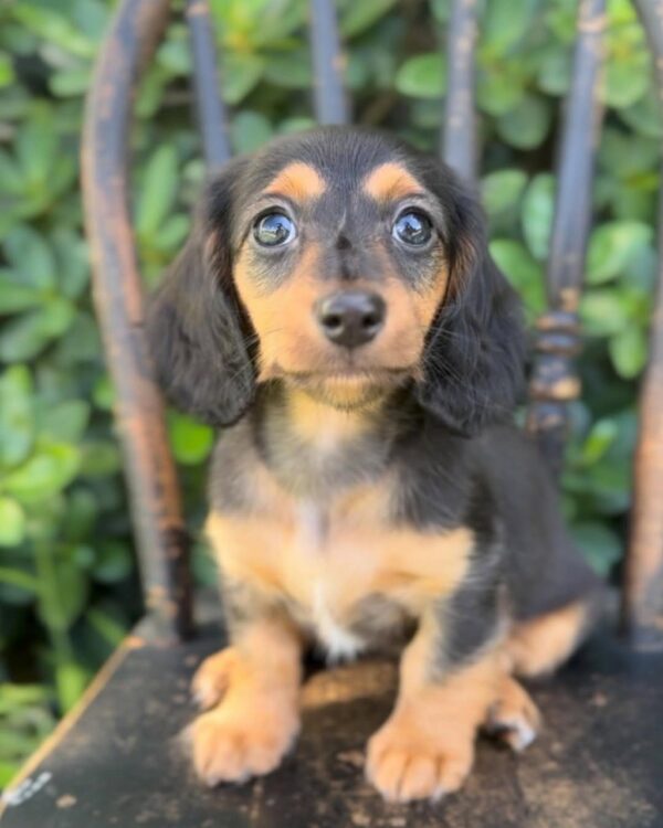Daisy