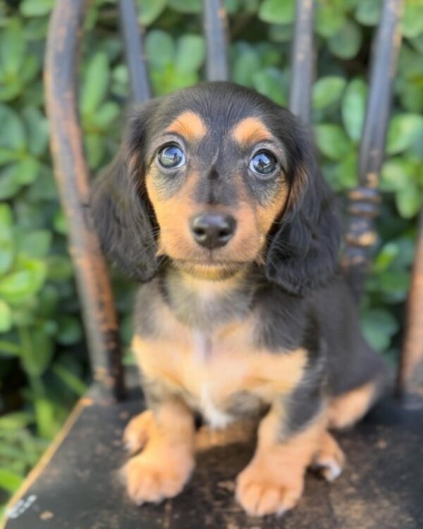 Daisy