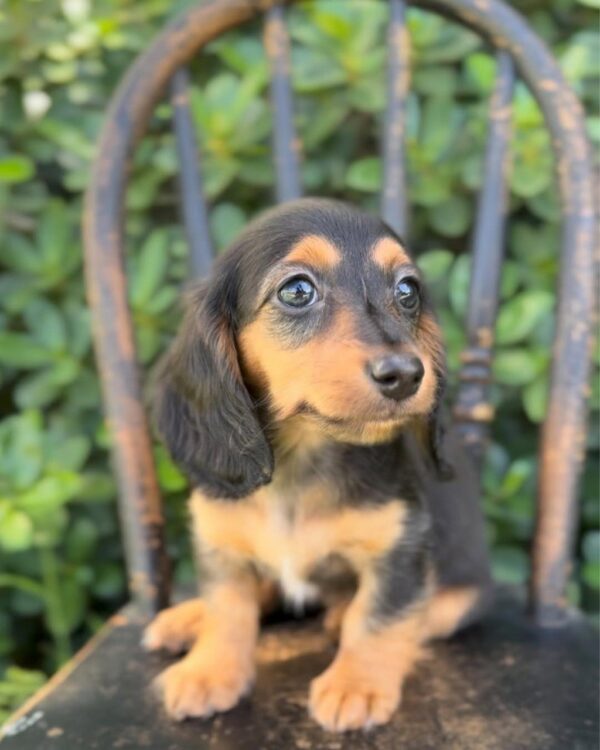 Daisy