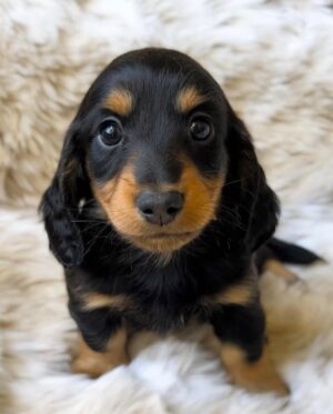 Duke