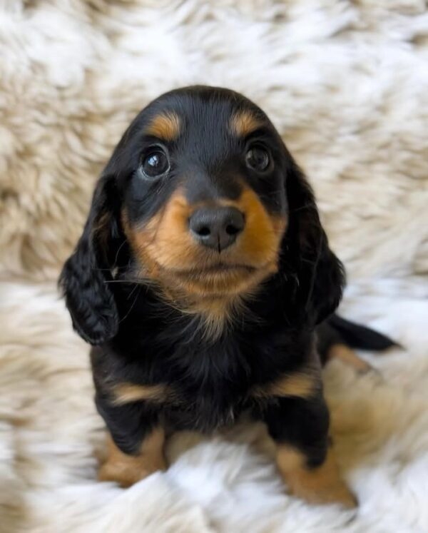 Duke