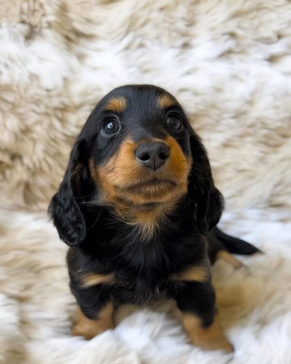 Duke