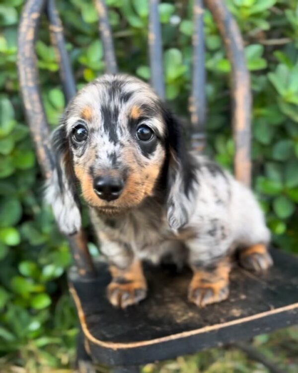 Skippy
