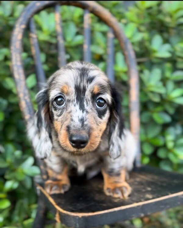 Skippy