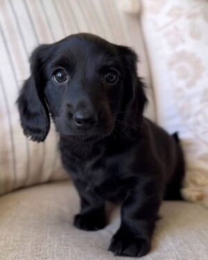 Biscuit
