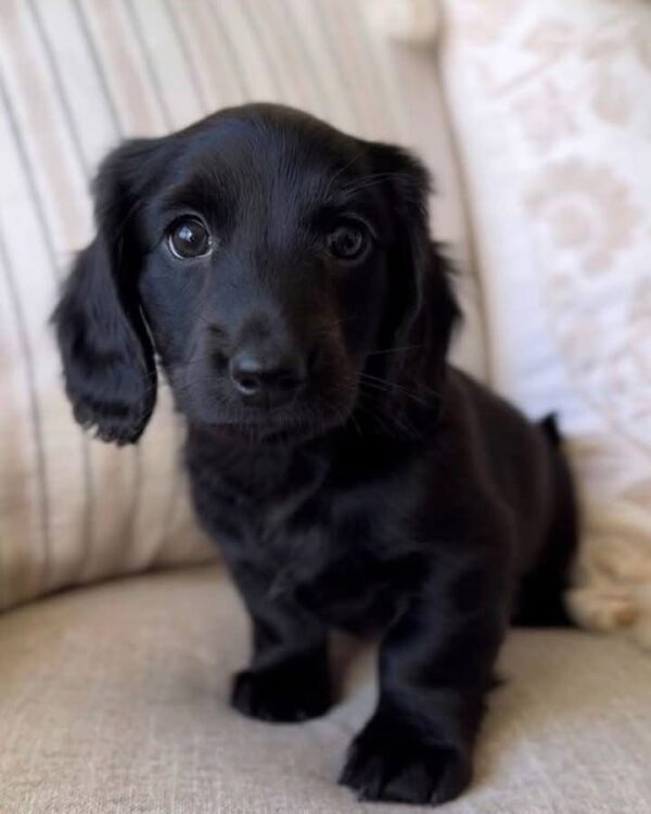 Biscuit