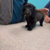Biscuit