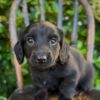 Biscuit