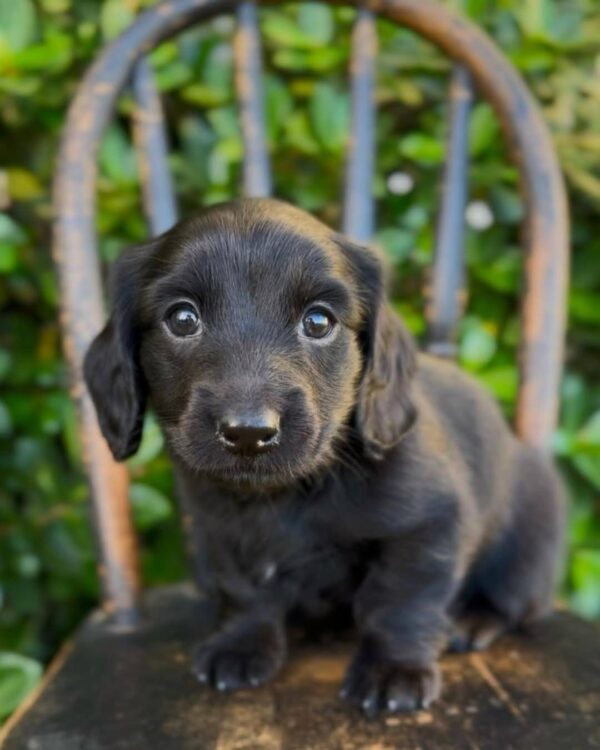 Biscuit