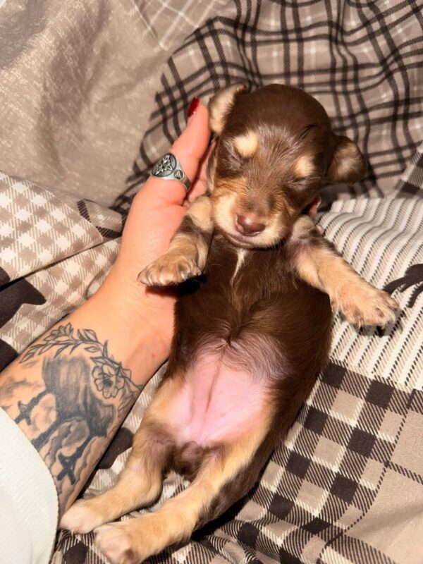 Reserve our Next Litter