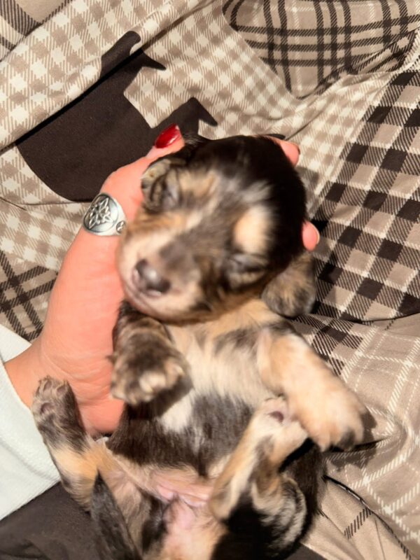 Reserve our Next Litter