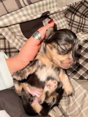 Reserve our Next Litter