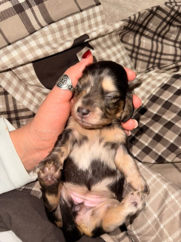 Reserve our Next Litter