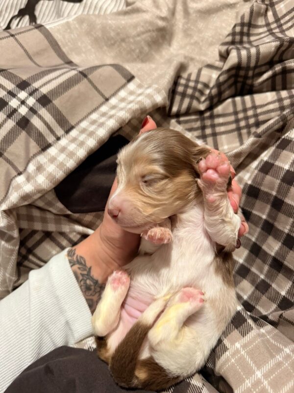 Reserve our Next Litter