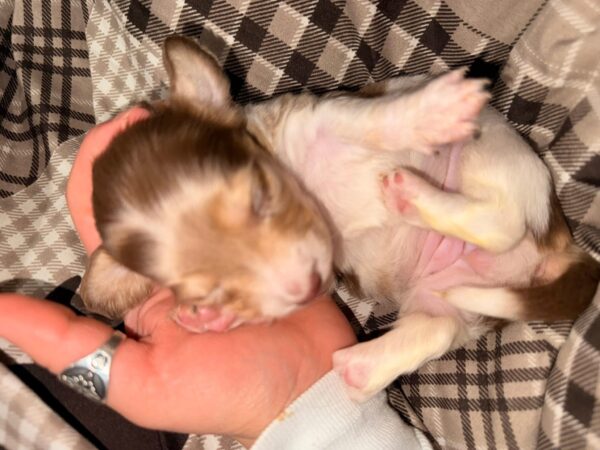 Reserve our Next Litter