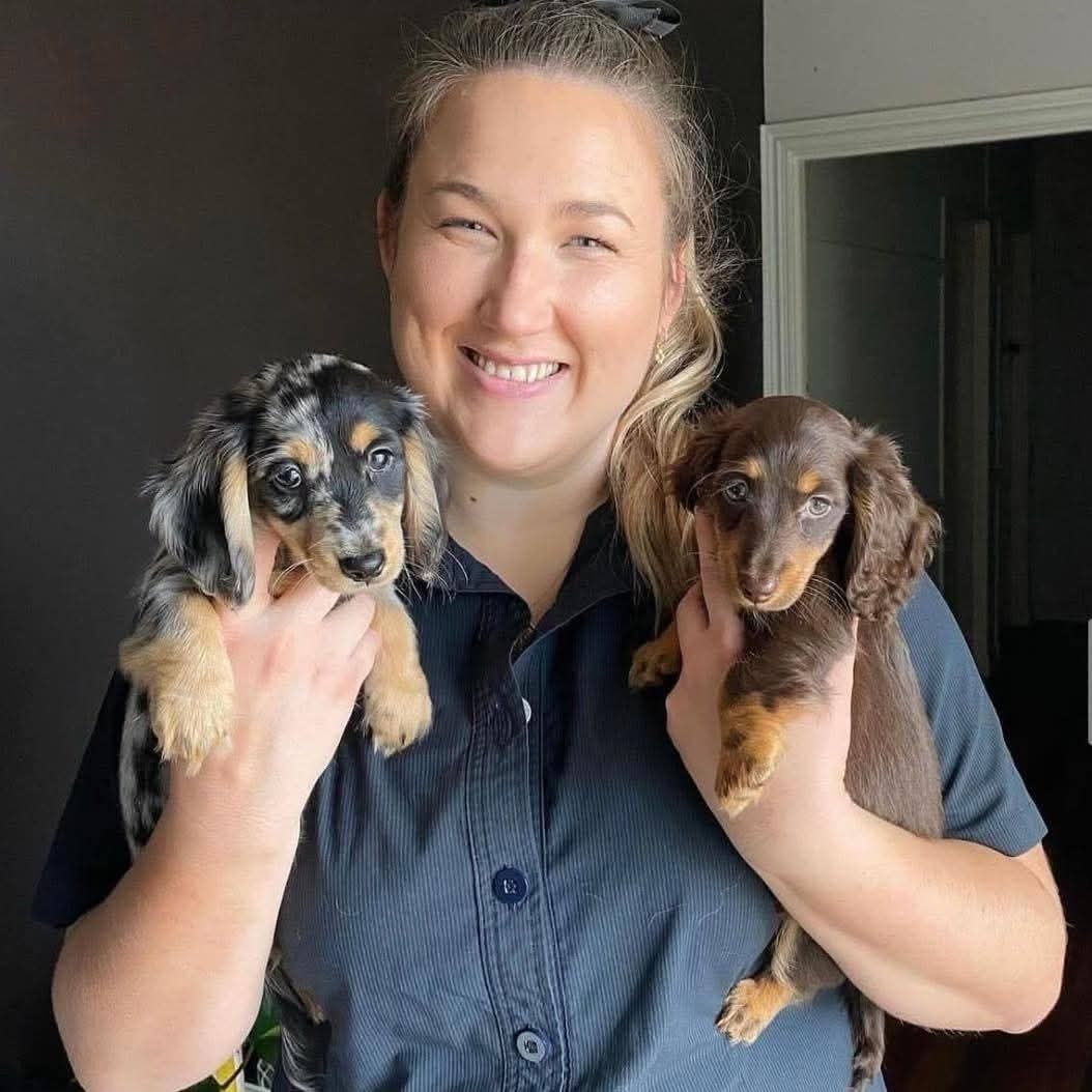 Dachshund Puppies